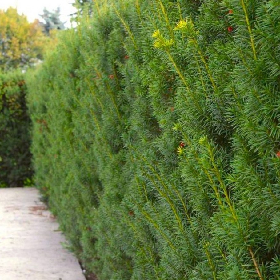 Тисс ягодный Хикси