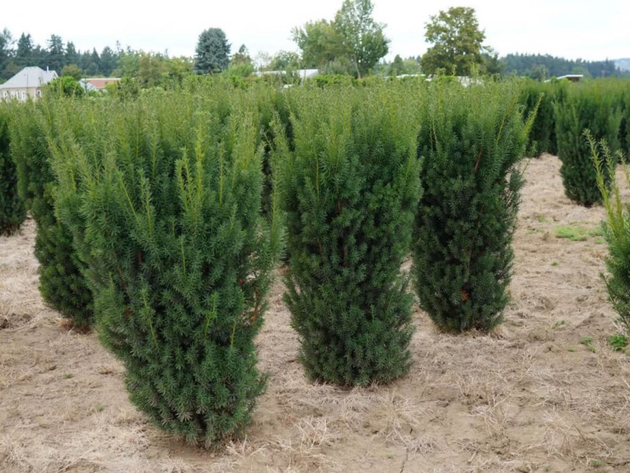 Тис средний Хикси