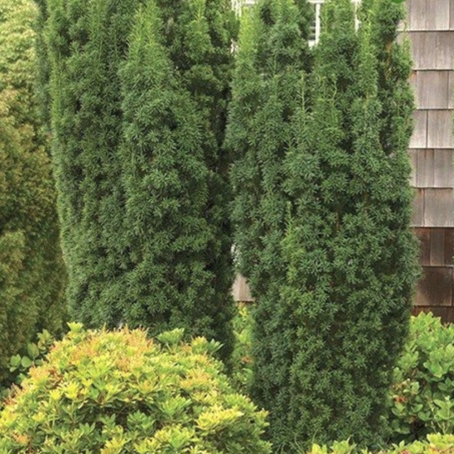 Тисс Фастигиата Ауреа