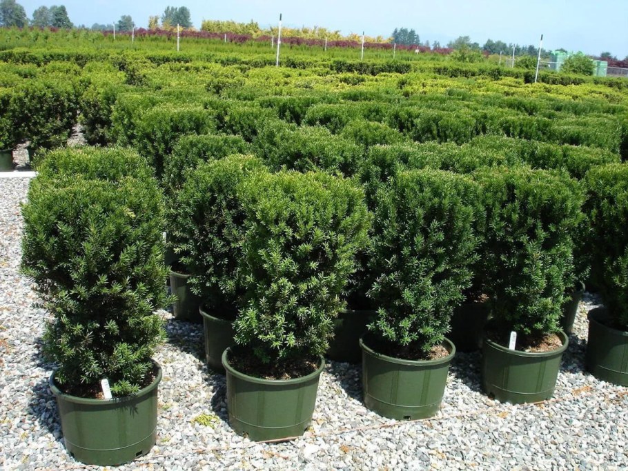 Тисс средний Hillii