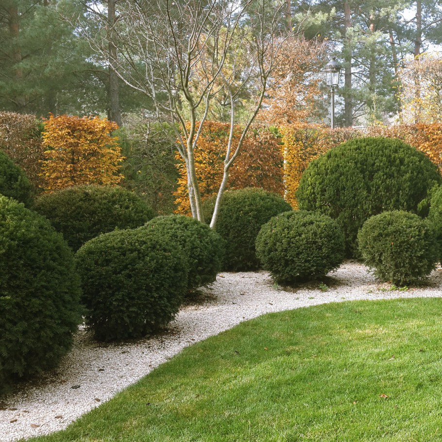 Тис Хилли в ландшафтном дизайне