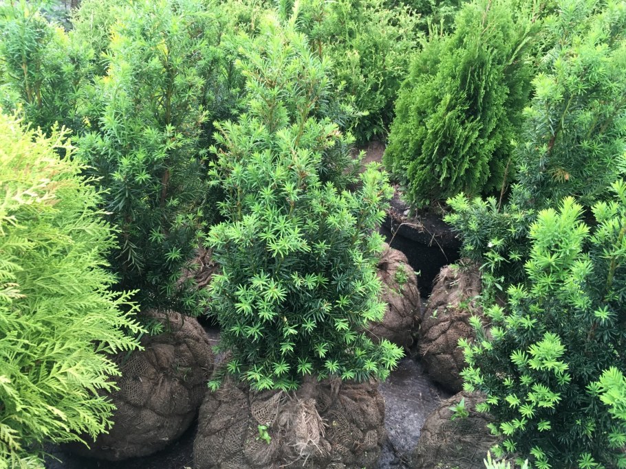 Тис ягодный Хикси