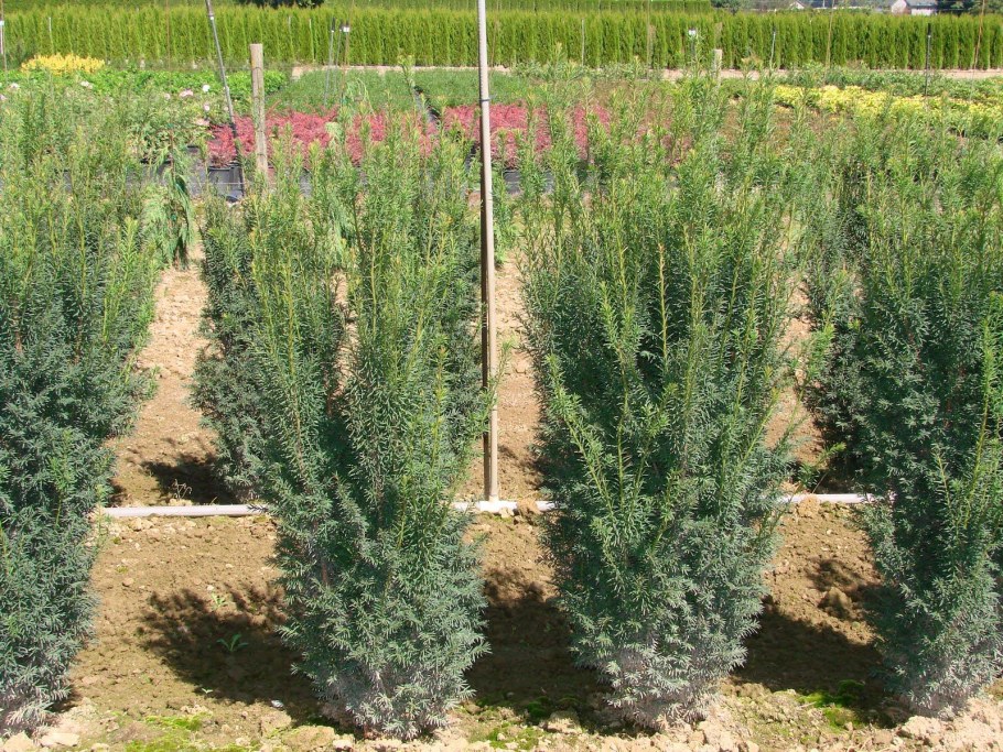 Taxus baccata 'Hicksii'