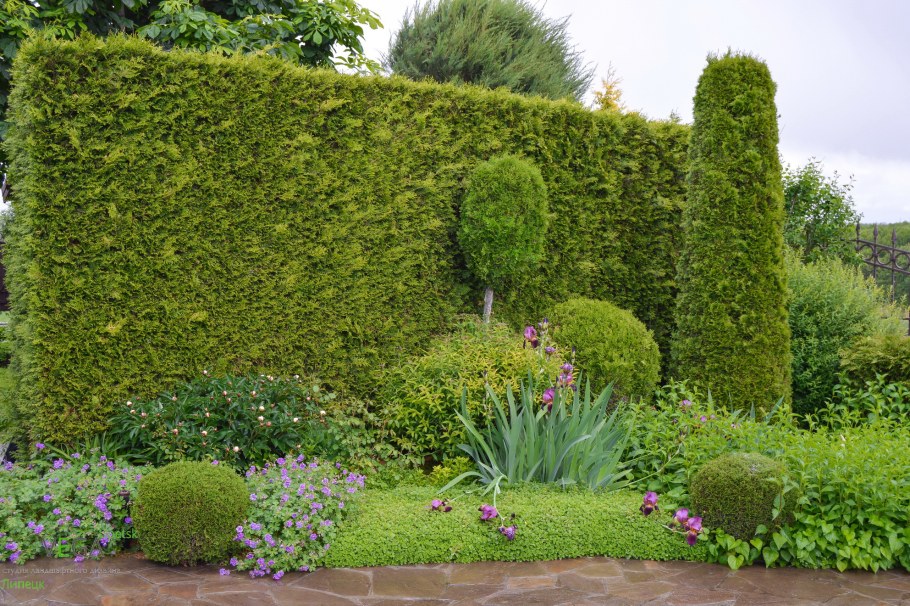 Тисс Хикси изгородь