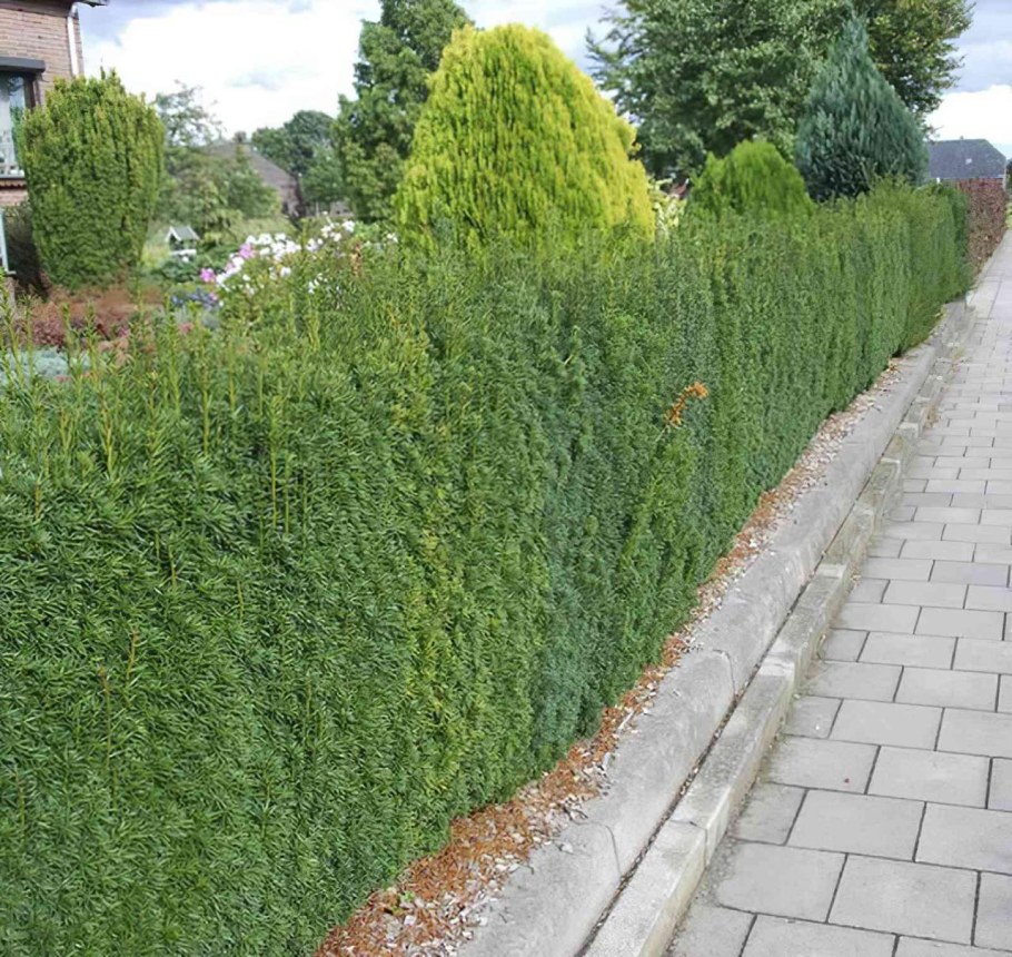 Тис Taxus Media Hillii