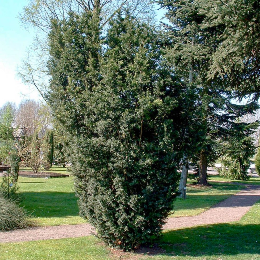 Тис средний (Taxus Media "Hicksii")*