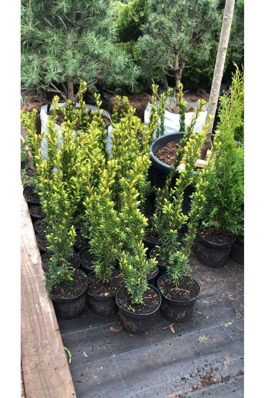 Тисс средний Хилли (с2/с3 н30-50)