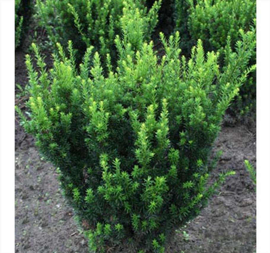 Тис средний Хикси