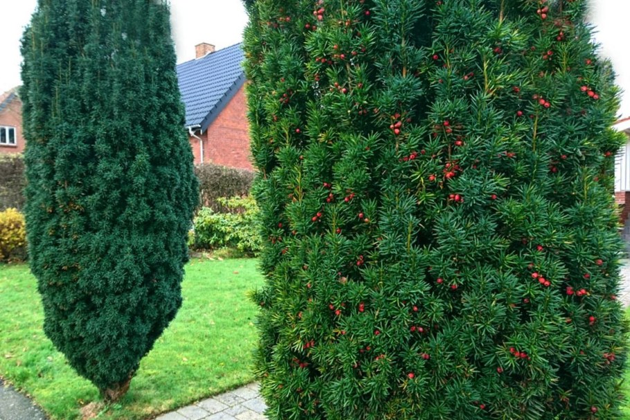 Тис ягодный Taxus baccata