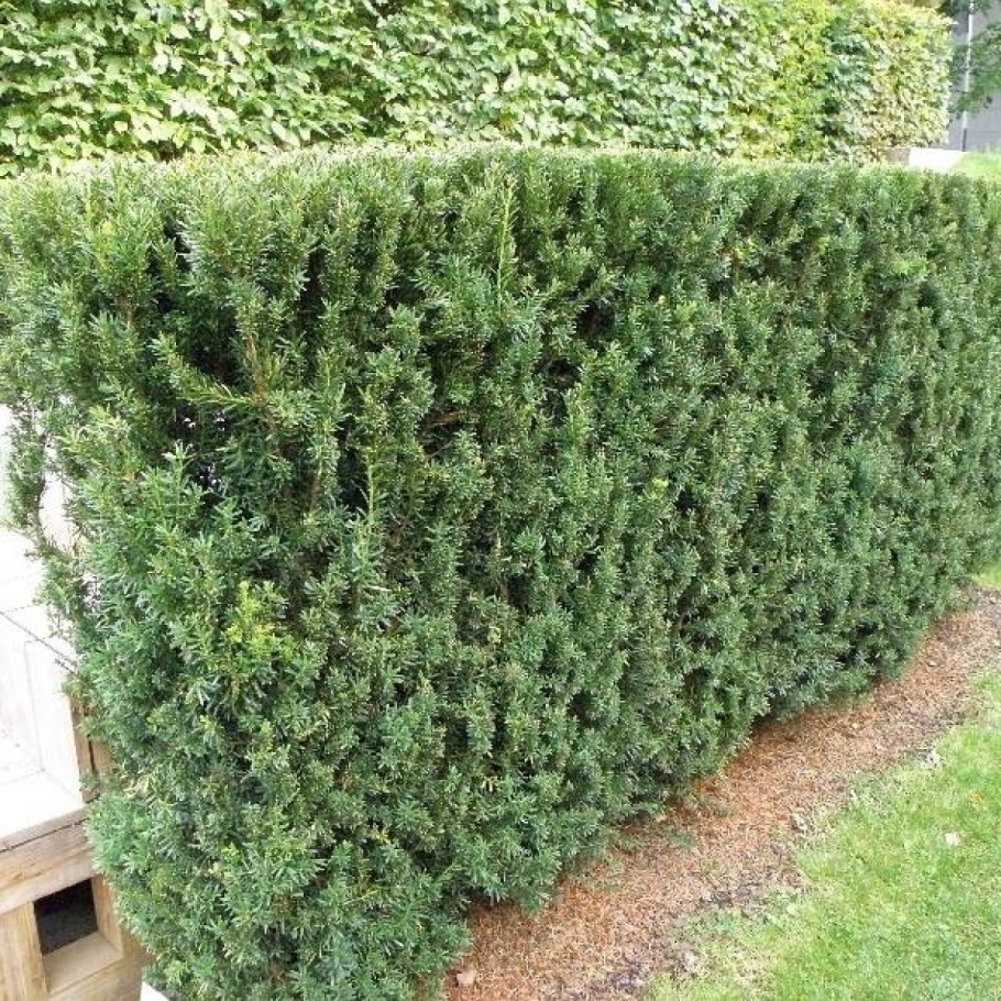 Тис Taxus Media Hillii