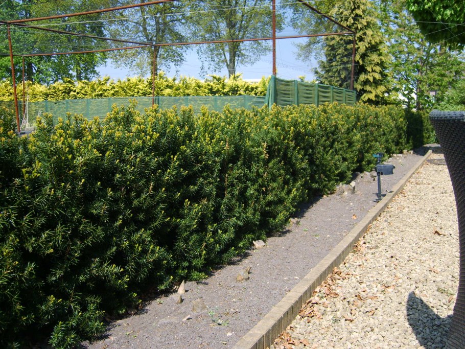 Тис средний Хикси Живая изгородь