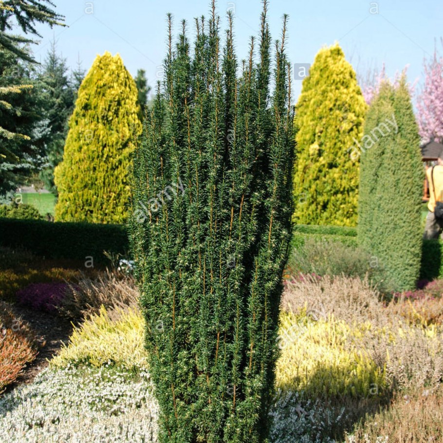 Тис ягодный Fastigiata