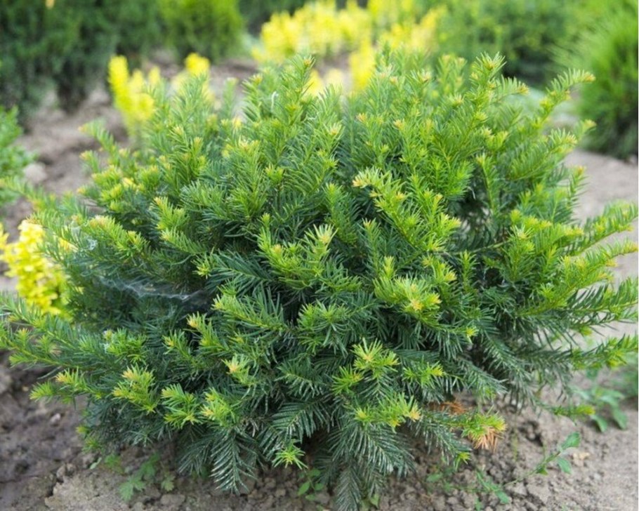 Тис – канадский, Репанденс