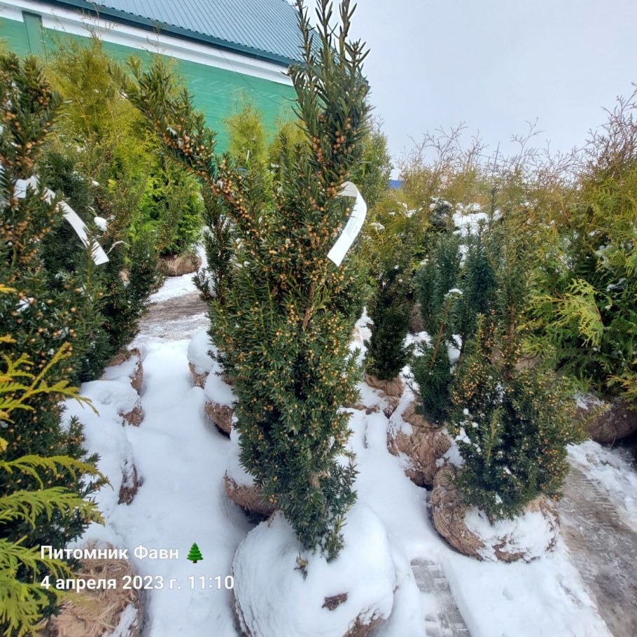 Питомник фавн в СПБ астения