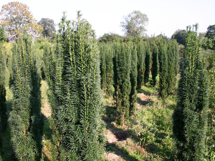 Тисс ягодный “Fastigiata”