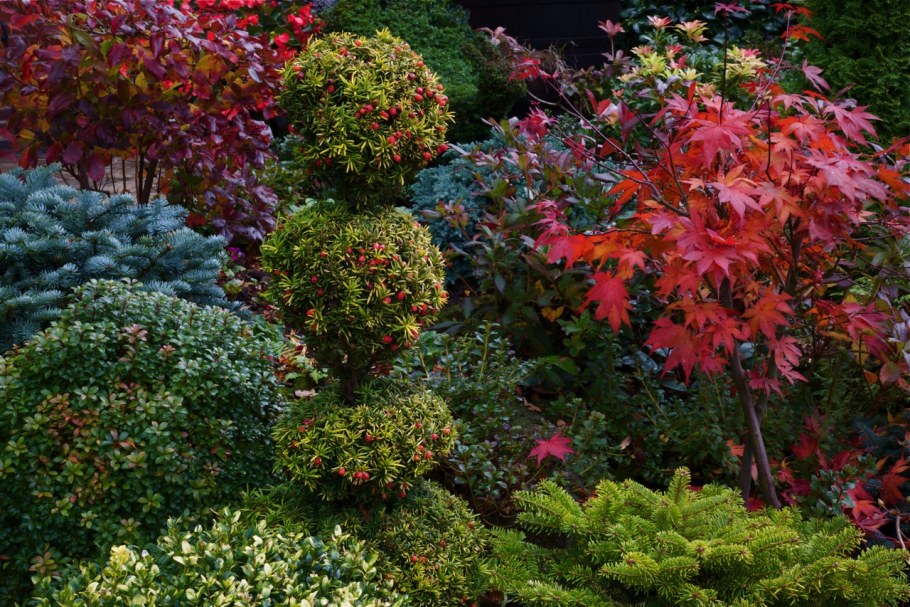 Японский остролистный клен