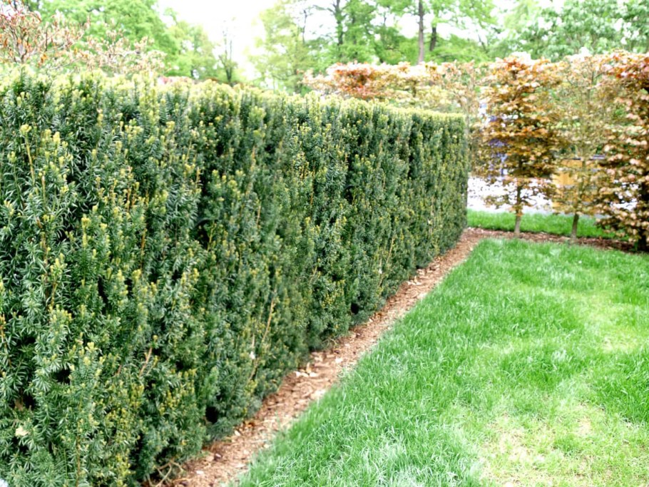 Тис средний Hillii