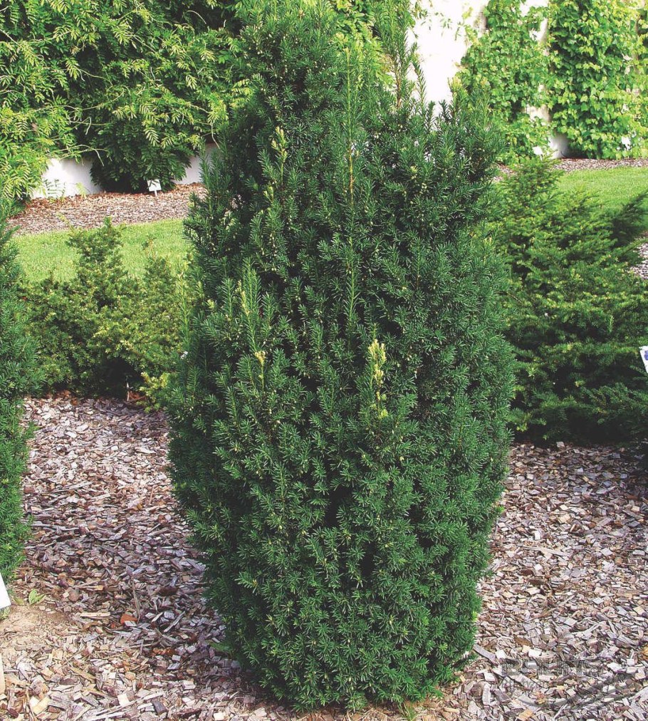 Тис средний Хикси (Taxus Media Hicksii)