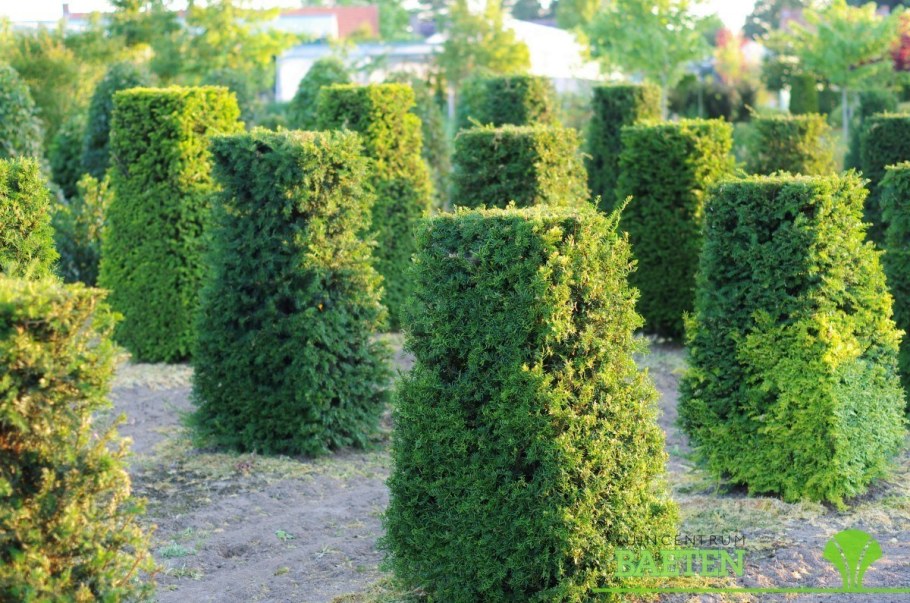 Тис средний Хикси