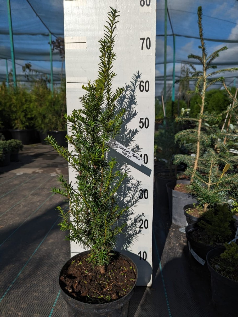 Можжевельник скальный Эрроу Вариегата