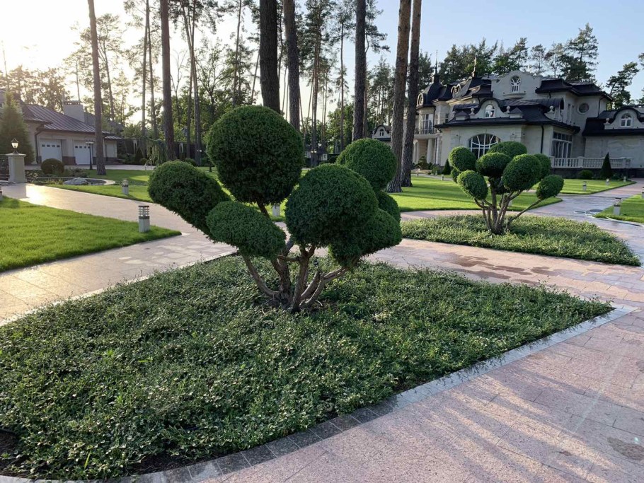 Тис Денсиформис