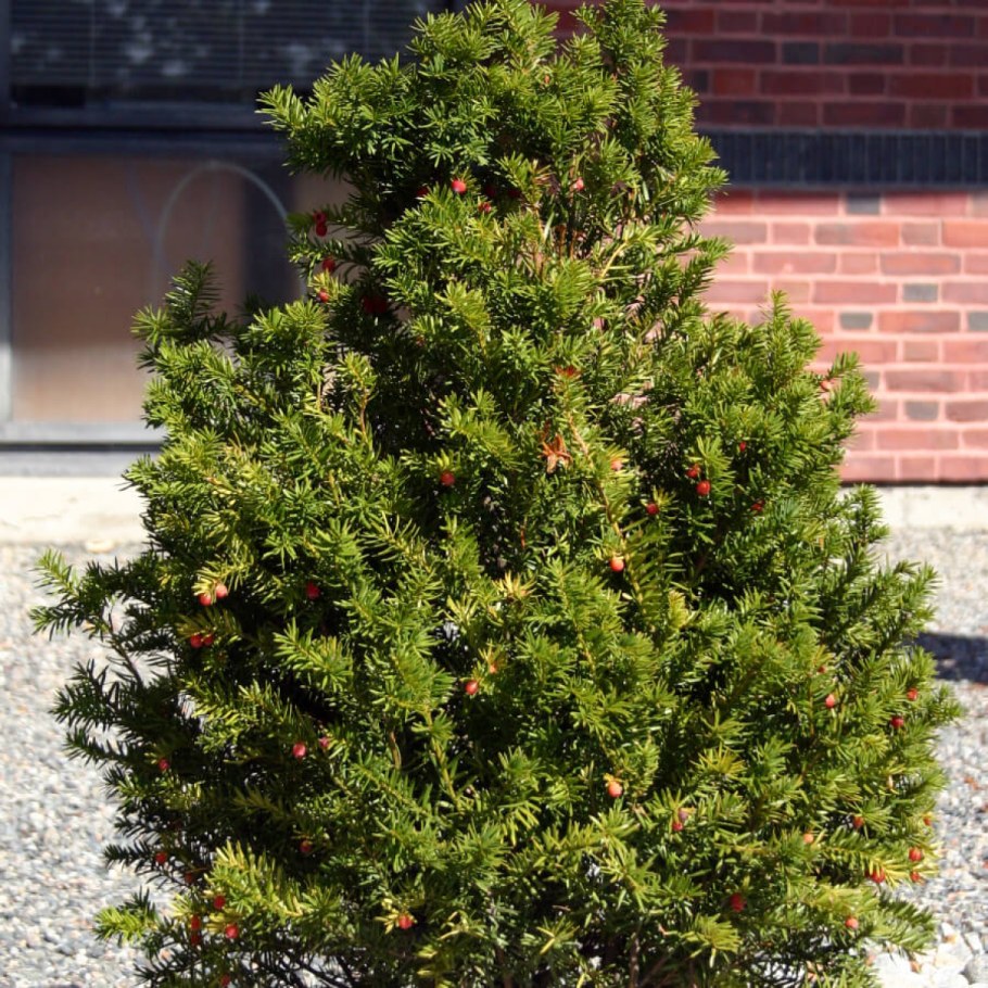 Тисс ягодный (Taxus baccata