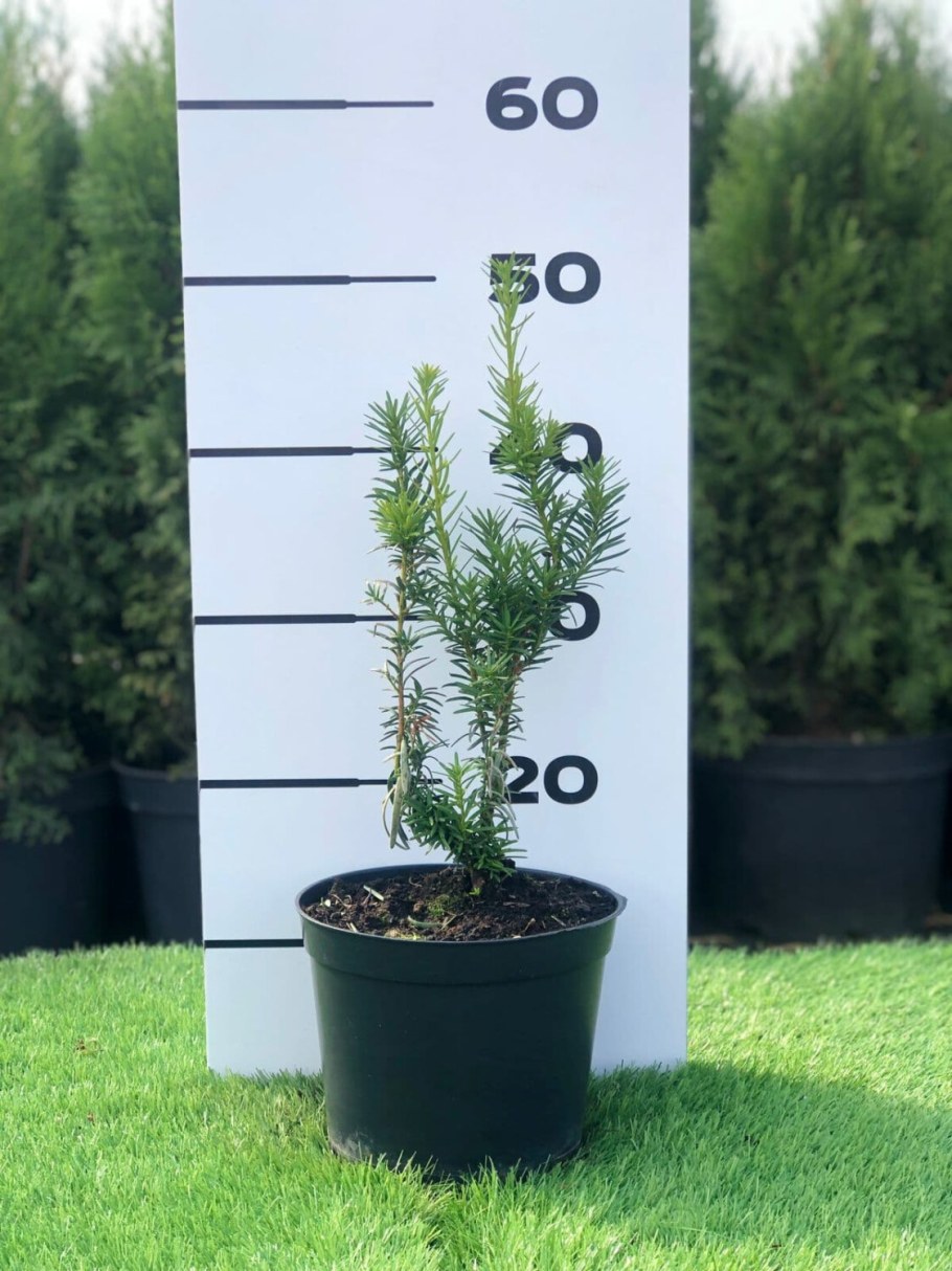 Почему выгодно покупать растения в питомнике