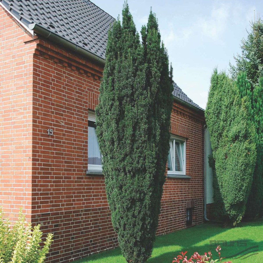 Тисс ягодный “Fastigiata”