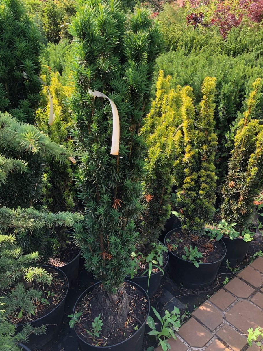 Тис ягодный Фастигиата