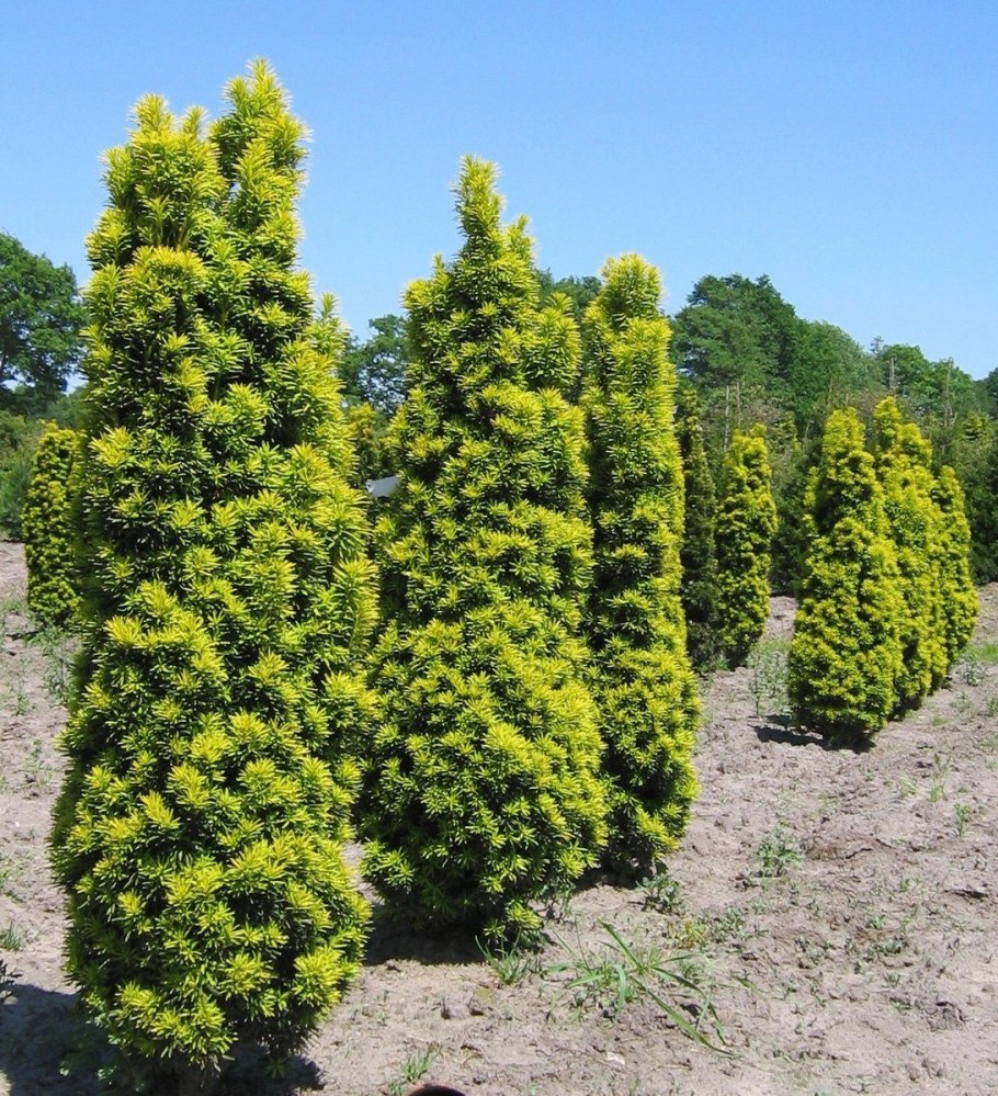 Тис Фастигиата Ауреа