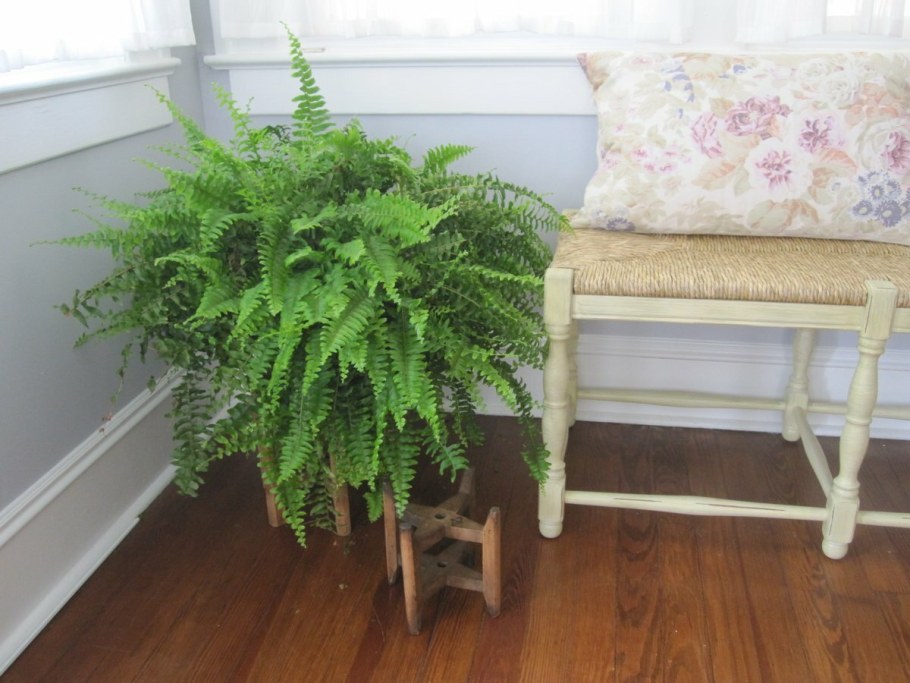 Нефролепис Монтана