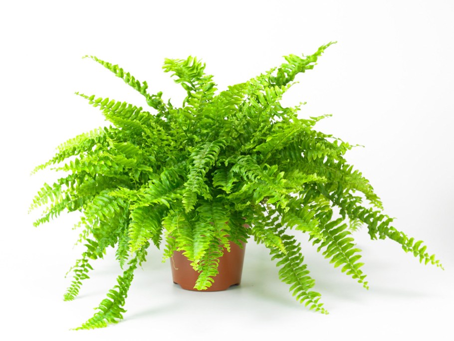 Нефролепис коттон Кэнди