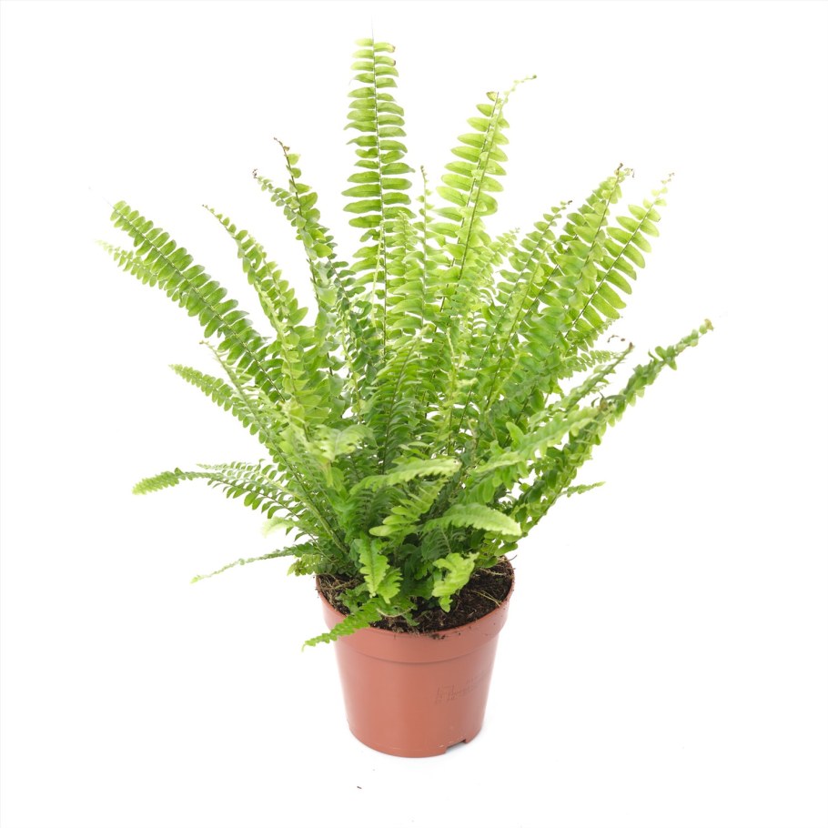 Нефролепис Грин леди