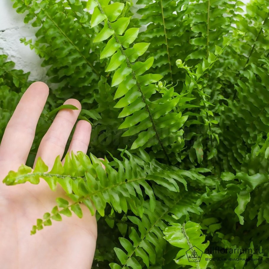 Нефролепис Монтана