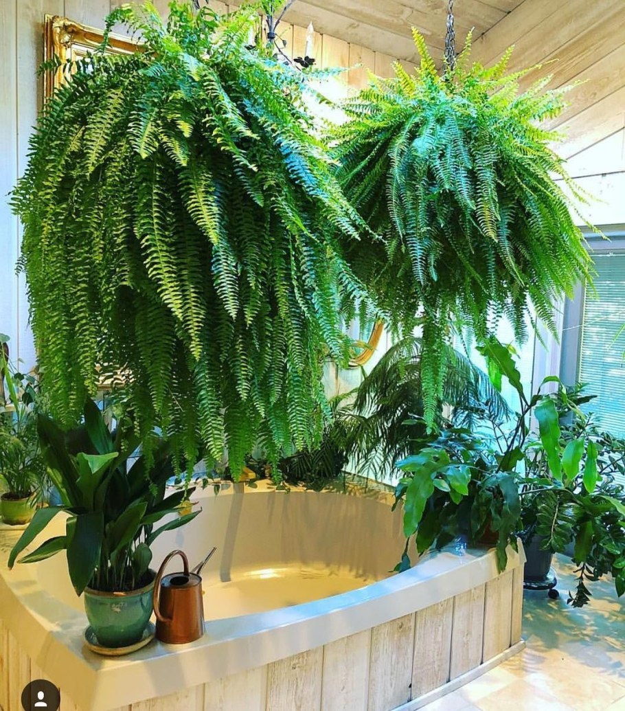 Нефролепис Биссерата