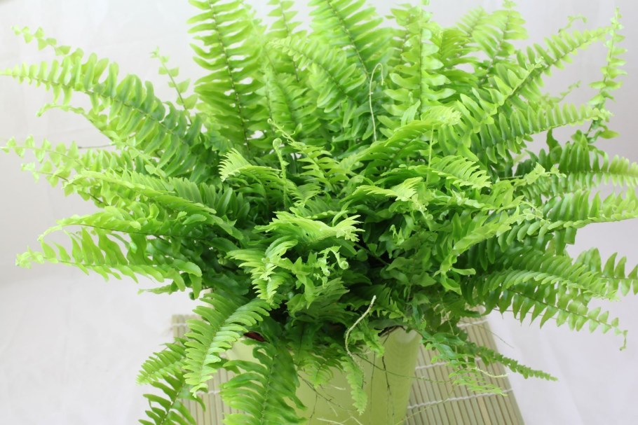 Нефролепис Соната