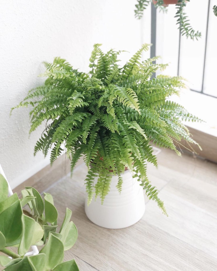 Нефролепис ("Бостонский папоротник")