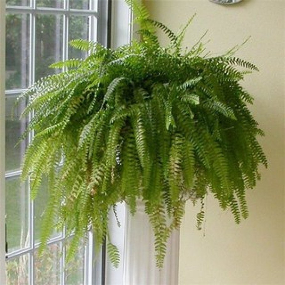 Нефролепис Линда