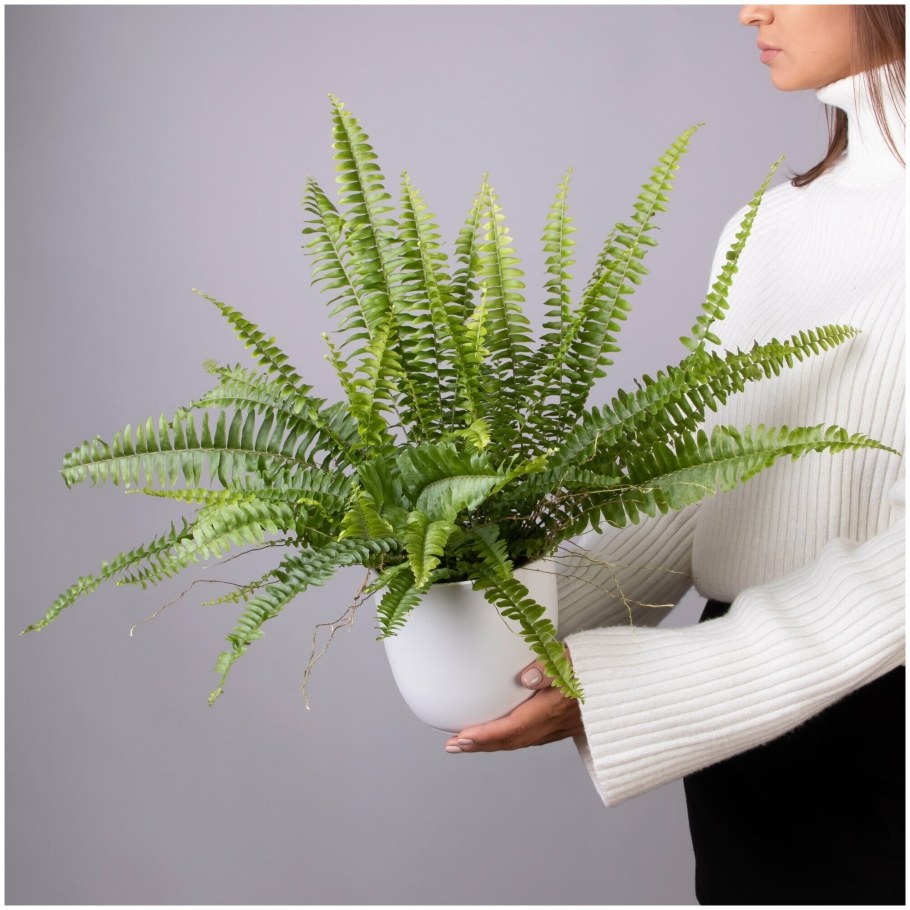 Папоротник Грин леди