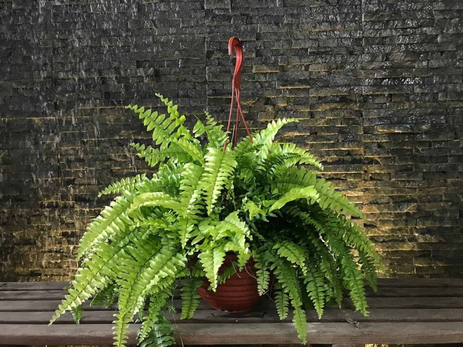 Папоротник нефролепис exaltata