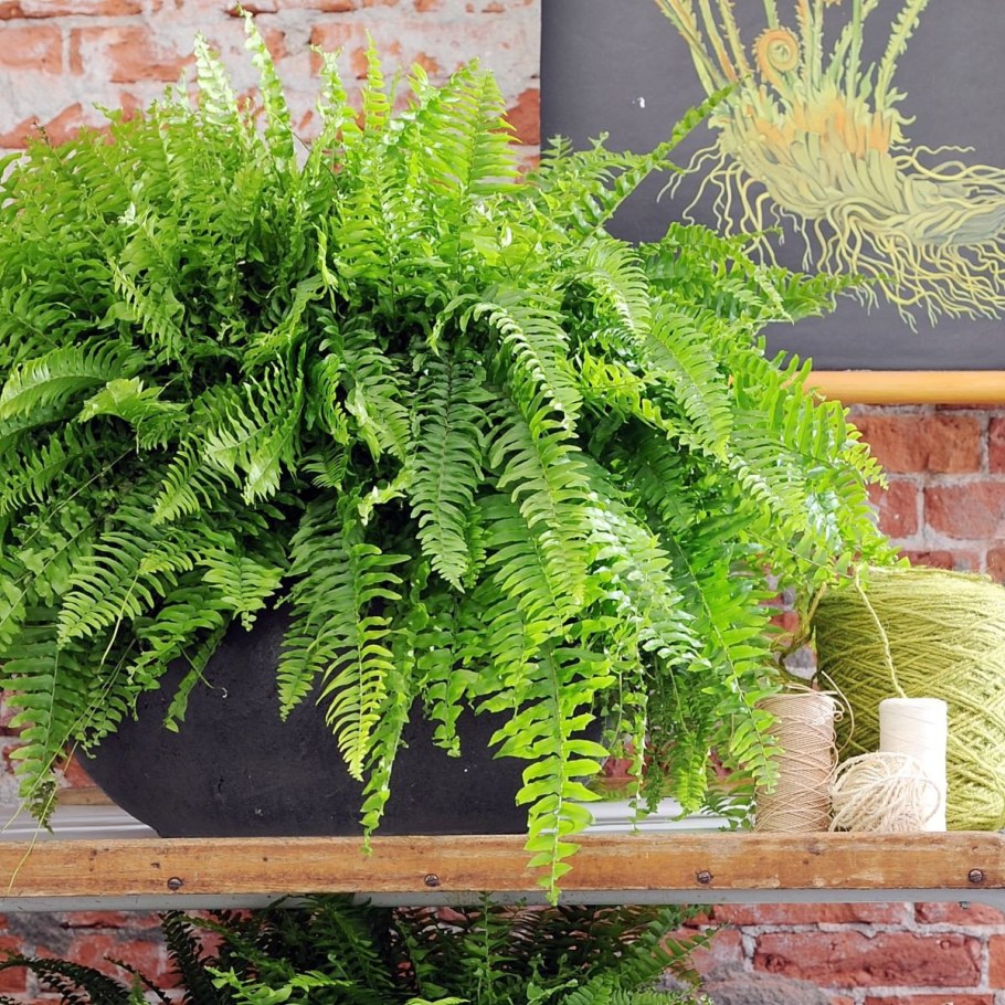 Нефролепис асплениум папоротник