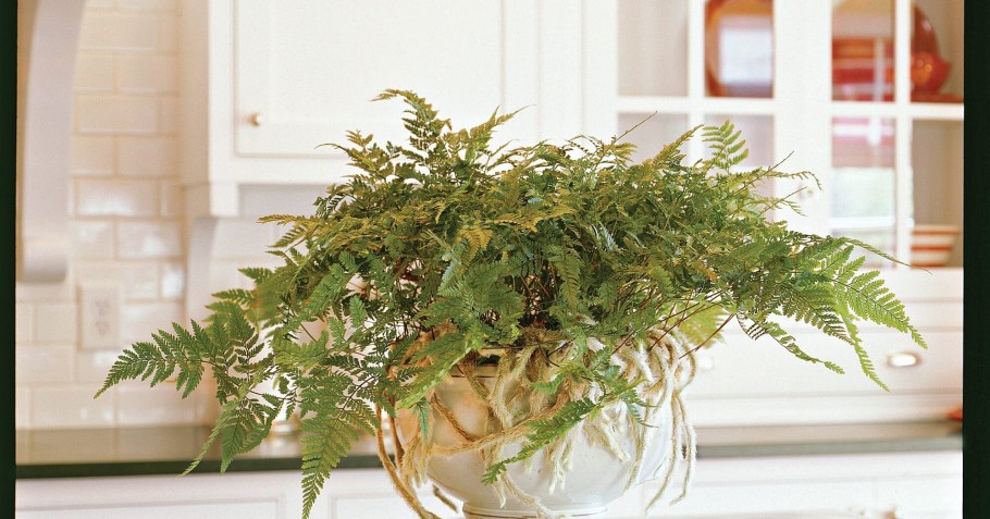 Suzy Wong папоротник