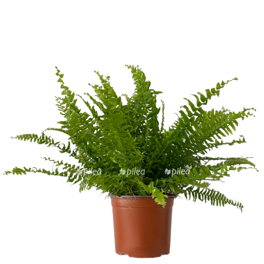 Нефролепис Грин моментс большой