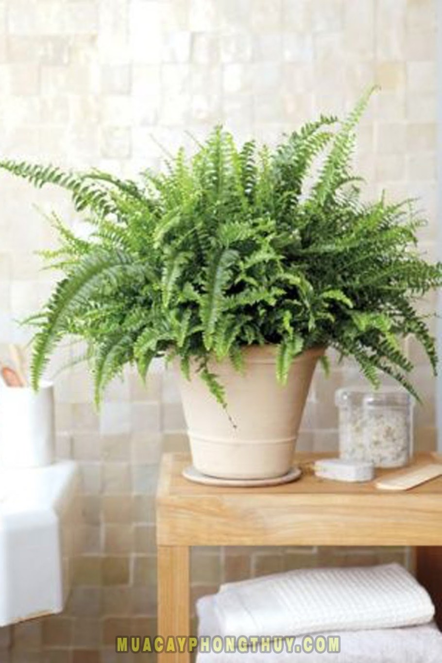 Папоротник нефролепис в ванной