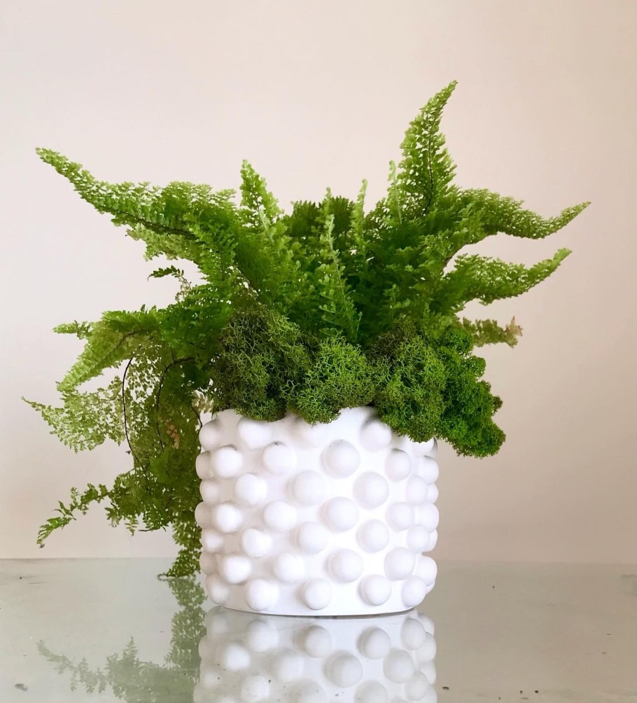 Горшок Кактусник