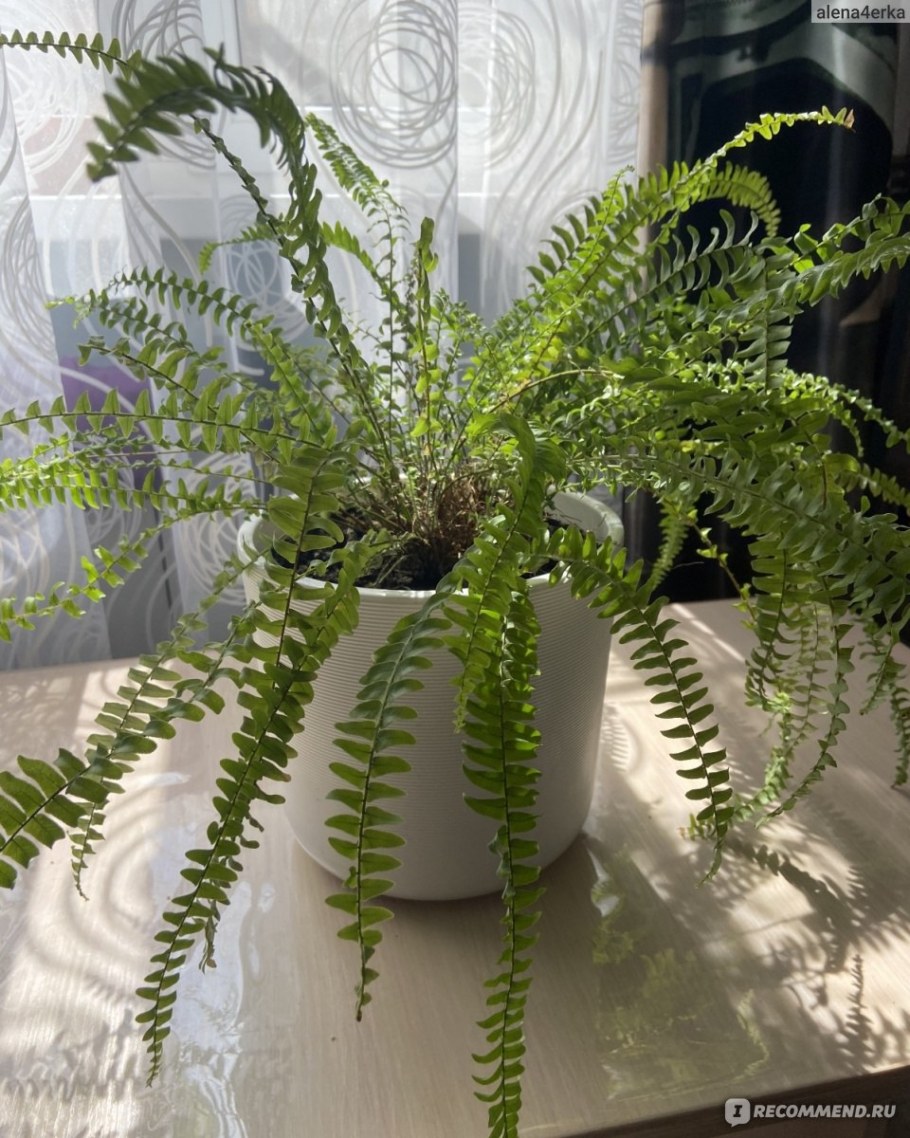 Папоротник нефролепис