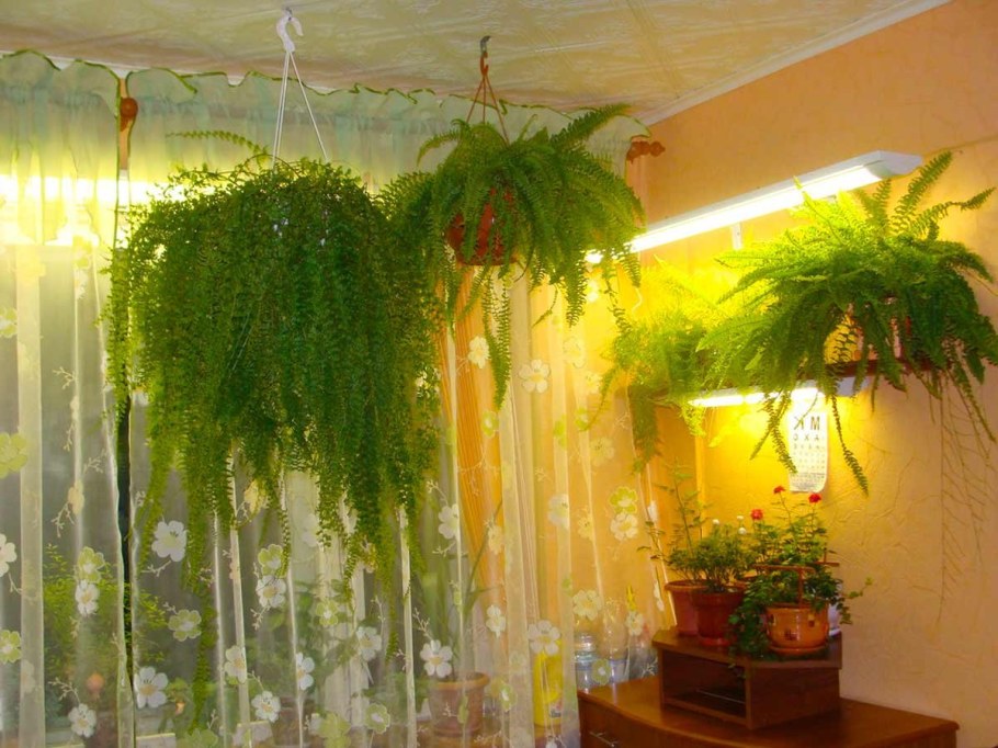 Папоротник комнатный Венерин волос