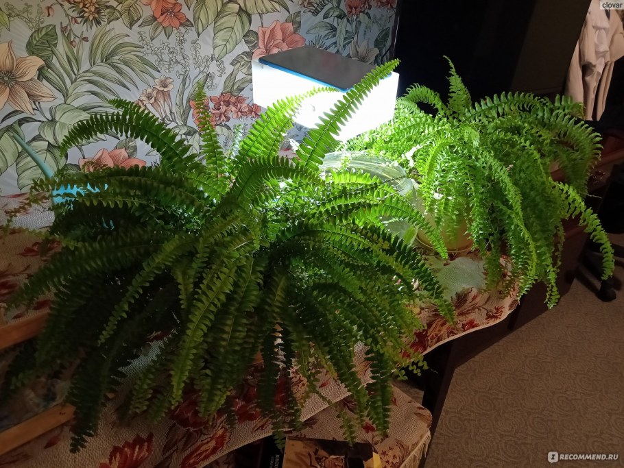 Нефролепис Соната