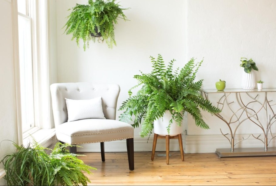 Горшок для папоротника нефролепис