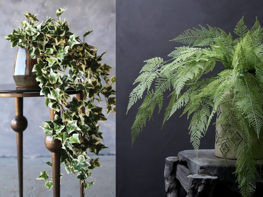 Нефролепис фальката Биссерата